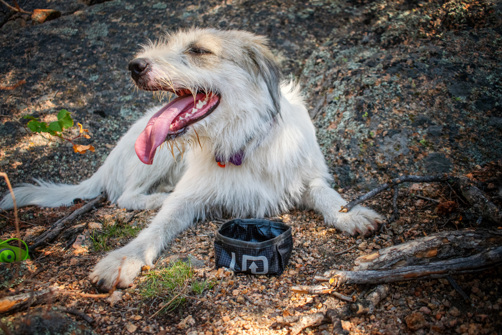 ultimate-direction-dog-vest-review-dirtbagdreams.com