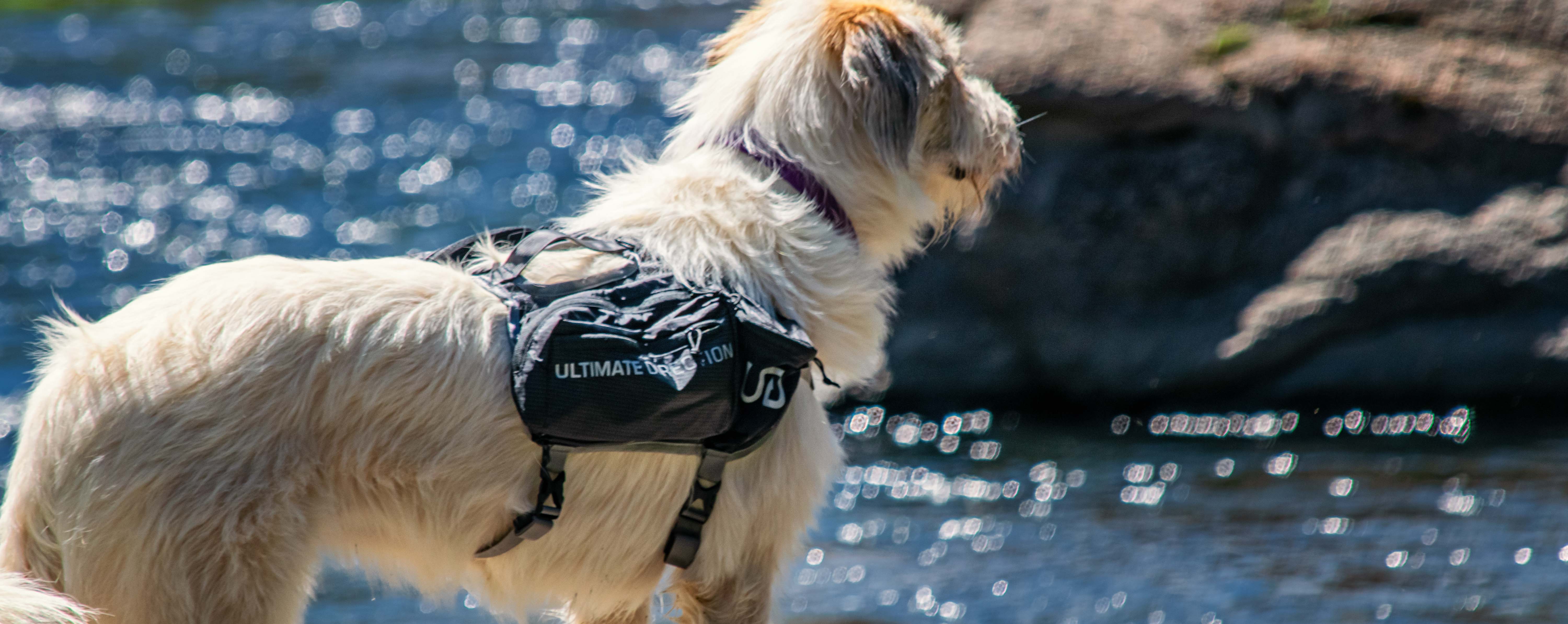 ultimate-direction-dog-vest-review-dirtbagdreams.com