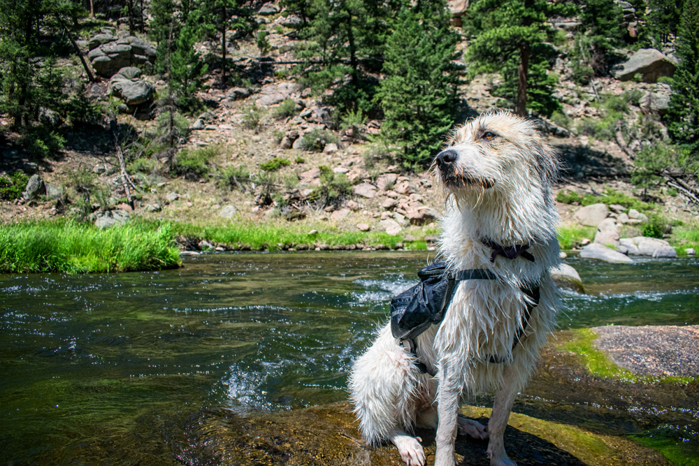 ultimate-direction-dog-vest-review-dirtbagdreams.com