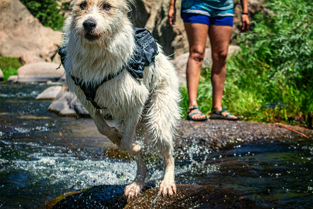 ultimate-direction-dog-vest-review-dirtbagdreams.com