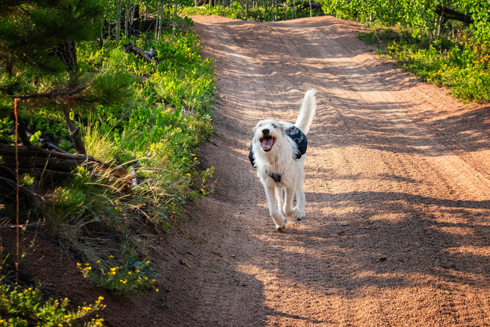 ultimate-direction-dog-vest-review-dirtbagdreams.com